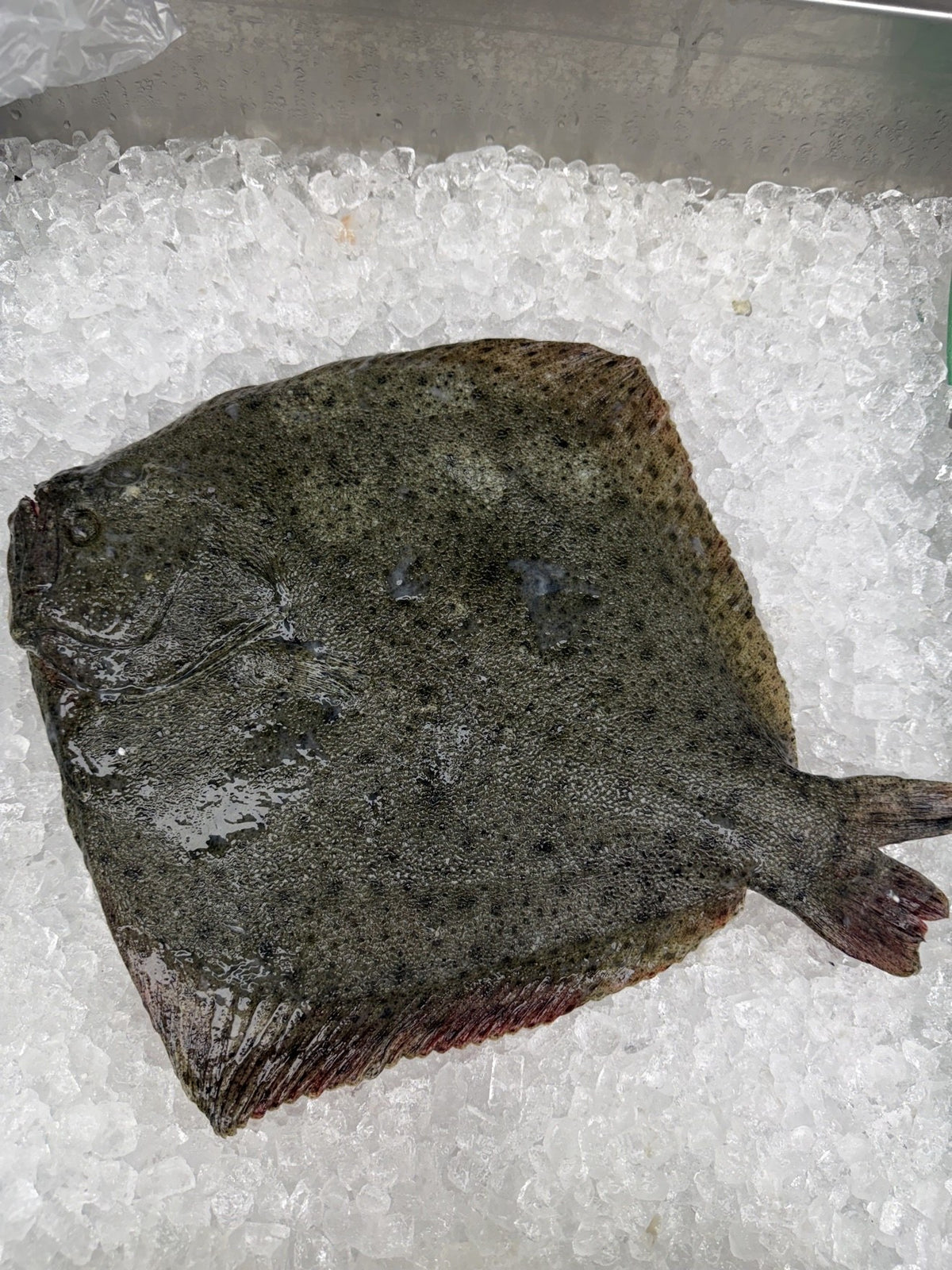 Whole kambala flatfish on ice