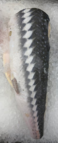 Whole fresh sturgeon on crushed ice