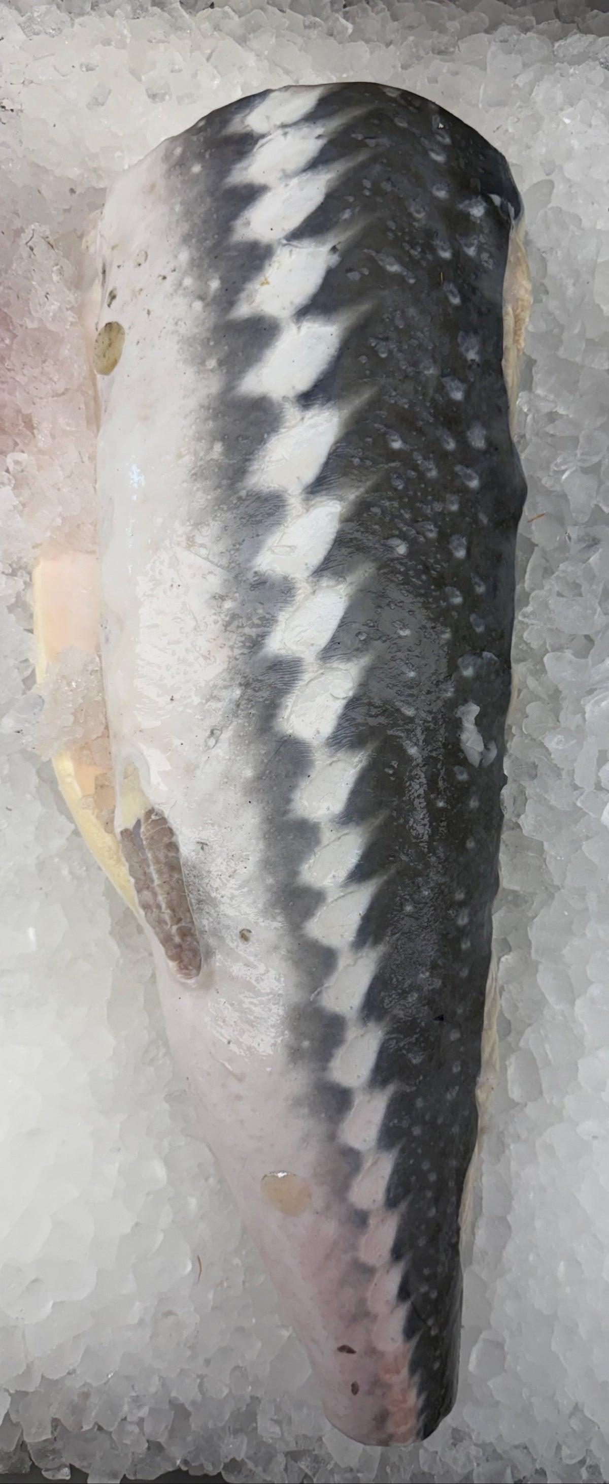 Whole fresh sturgeon on crushed ice